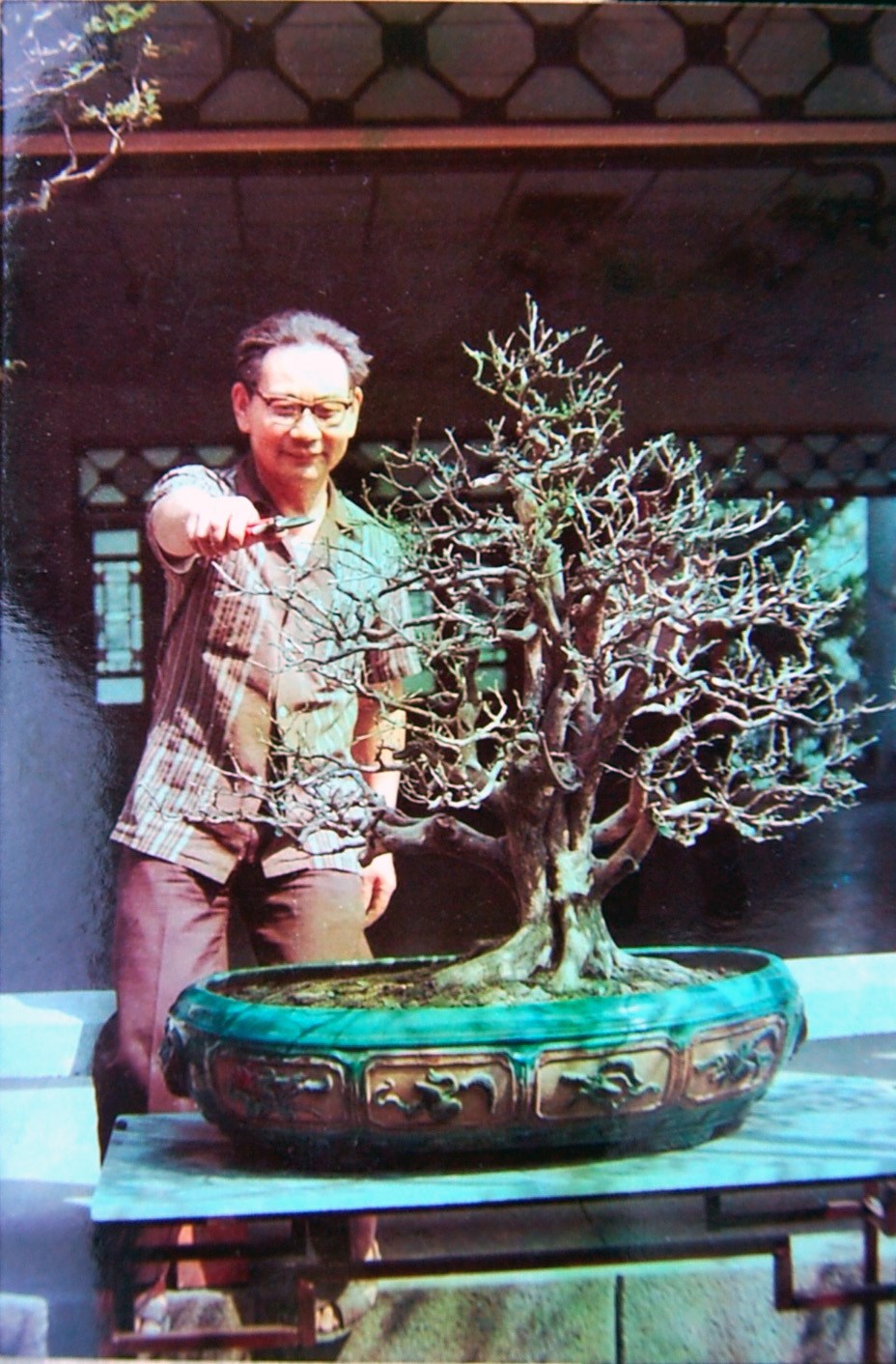 九里香盆景.jpg 九里香盆景.jpg