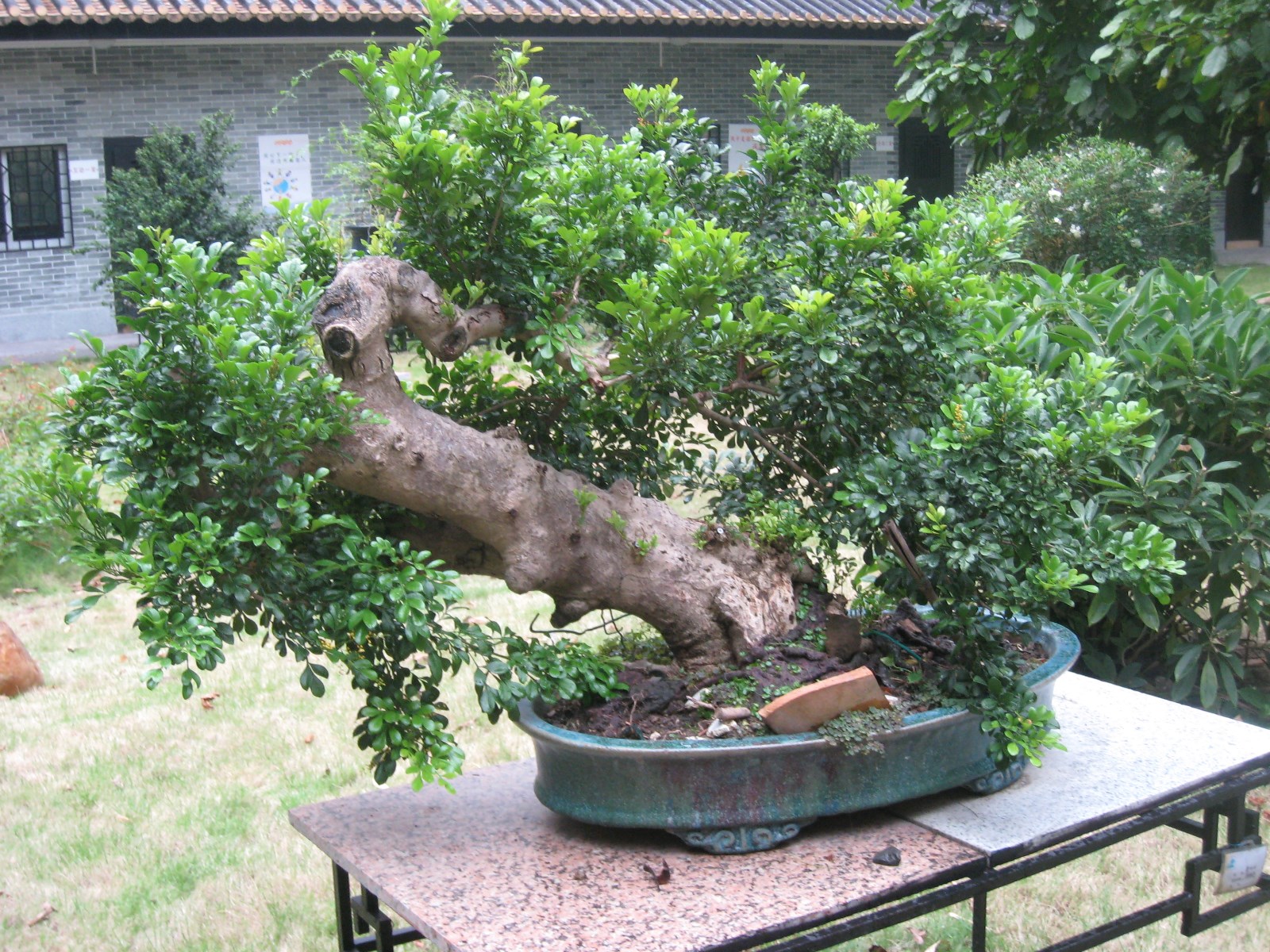 岭南盆景.jpg 岭南盆景.jpg