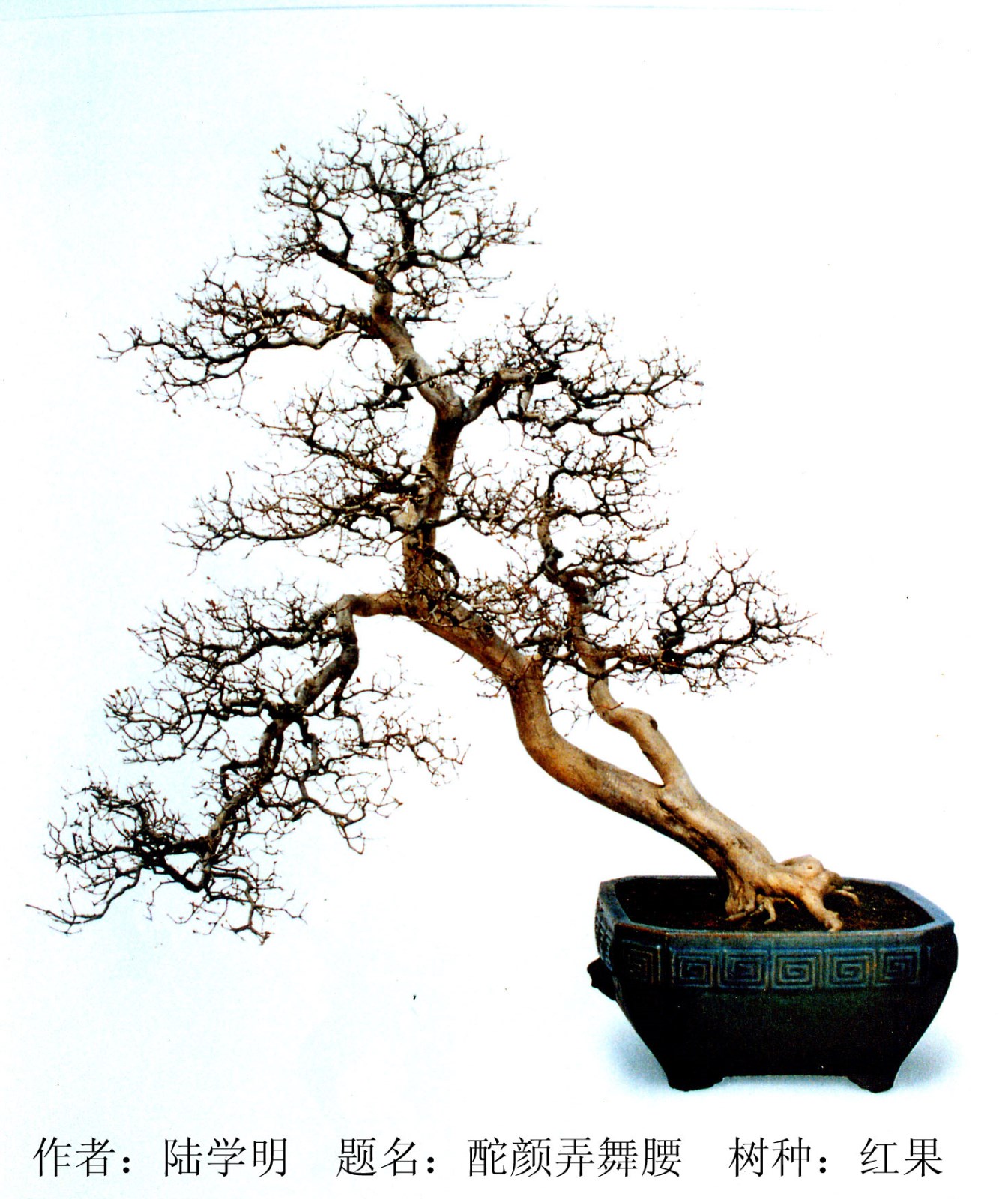 盆景作品.jpg 盆景作品.jpg